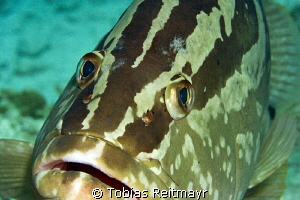 Nassau Grouper at Hawksbill Reef, Exumas by Tobias Reitmayr 